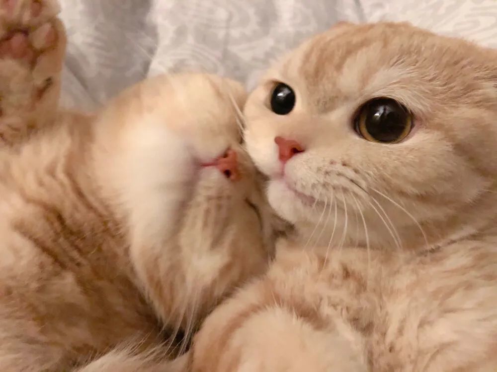 嘘 隐藏在猫砂里的小秘密 腾讯新闻