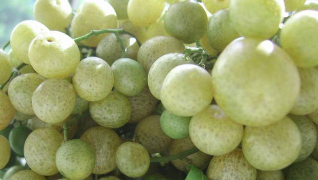 广西水果特产山黄皮独特原生态的味道你可能没见过