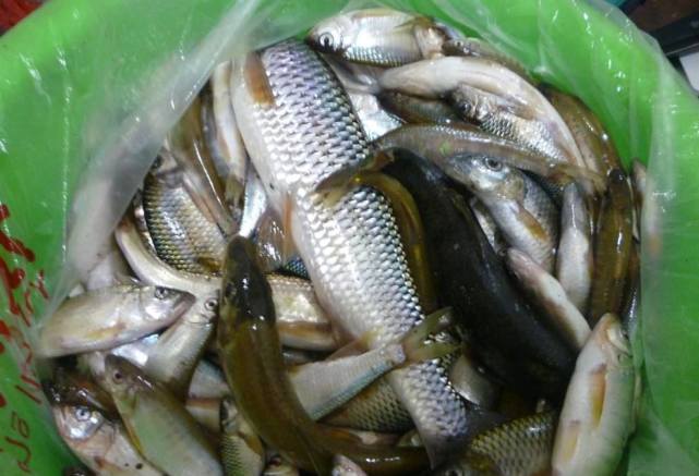 "水中人参",肉质美味营养高,一斤卖200元供不应求,可养吗?