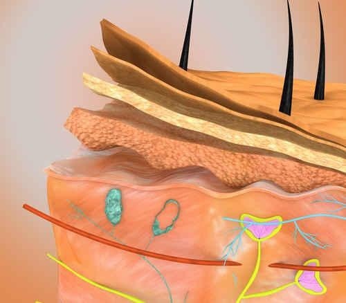 细胞|科学家培养出能长毛发的皮肤