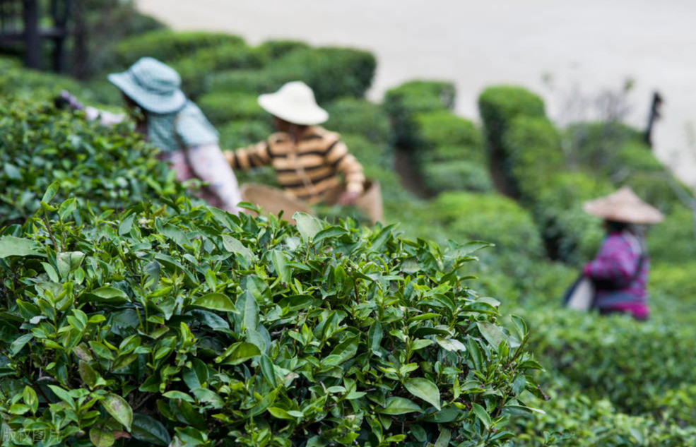 农民种植茶树,选种选地加管理,掌握这3点技巧高产优质增收不难