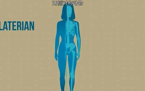 蠕虫|我们最古老的祖先有可能是这种你没见过的蠕虫小动物