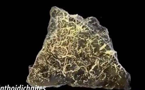 蠕虫|我们最古老的祖先有可能是这种你没见过的蠕虫小动物