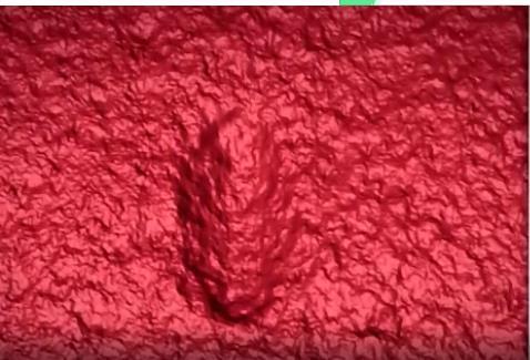 蠕虫|我们最古老的祖先有可能是这种你没见过的蠕虫小动物