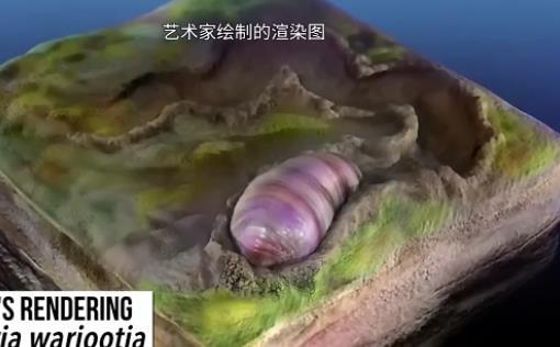 蠕虫|我们最古老的祖先有可能是这种你没见过的蠕虫小动物