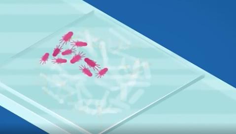 蠕虫|我们最古老的祖先有可能是这种你没见过的蠕虫小动物