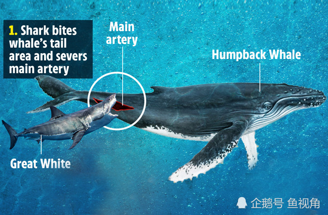 4米大白鲨猎杀10米座头鲸,策略先尾后头,科学家首次记录!