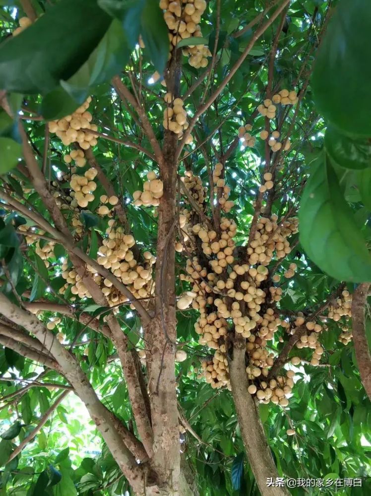 宝贝博白大山里的这种珍稀野果树上万元一棵