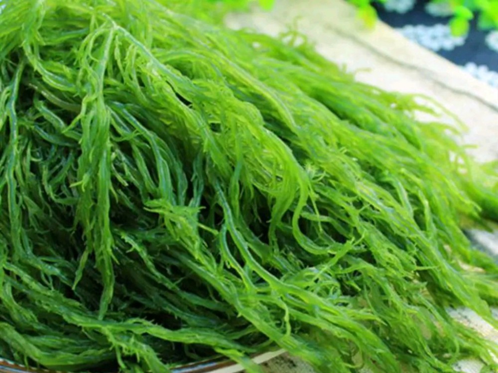海菜龙须菜,凉拌哪个好吃?鲜嫩甜脆,两个我全要!