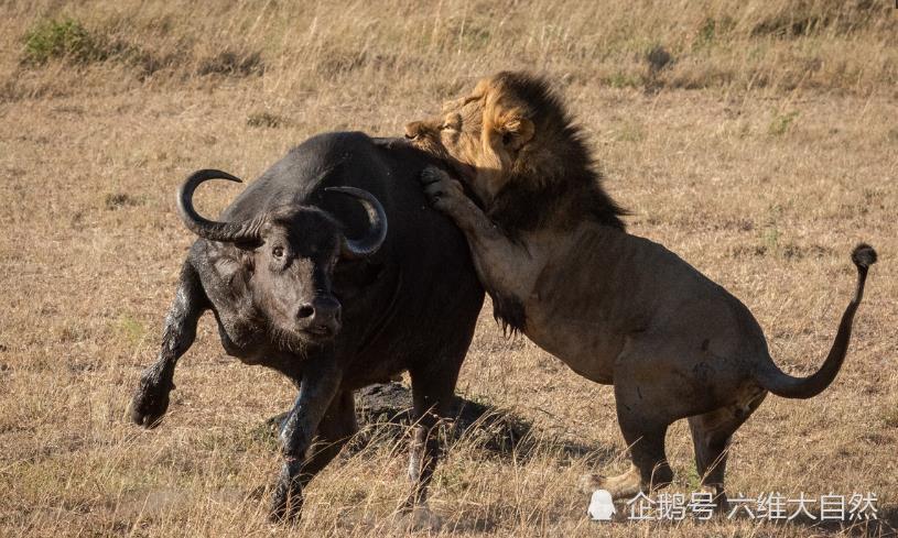野牛|狮子捕食野牛罕见一幕，野牛能对抗一头雄狮，却难敌四头雄狮攻击
