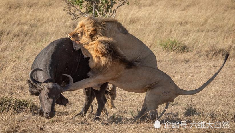 野牛|狮子捕食野牛罕见一幕，野牛能对抗一头雄狮，却难敌四头雄狮攻击