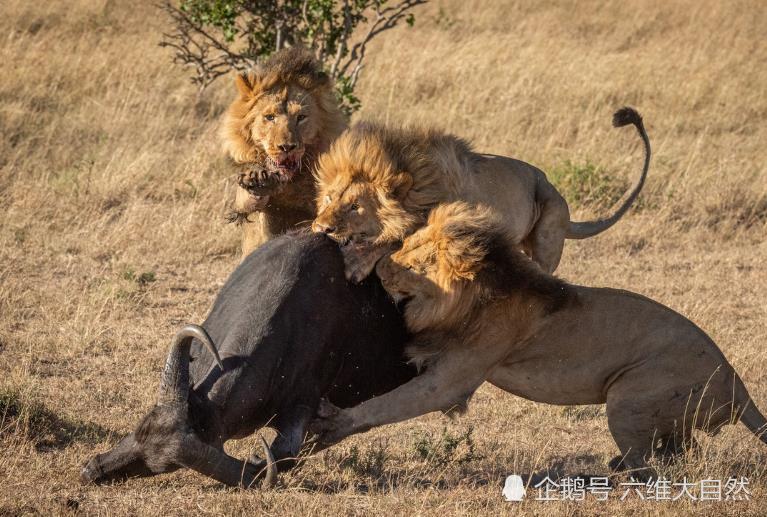 野牛|狮子捕食野牛罕见一幕，野牛能对抗一头雄狮，却难敌四头雄狮攻击