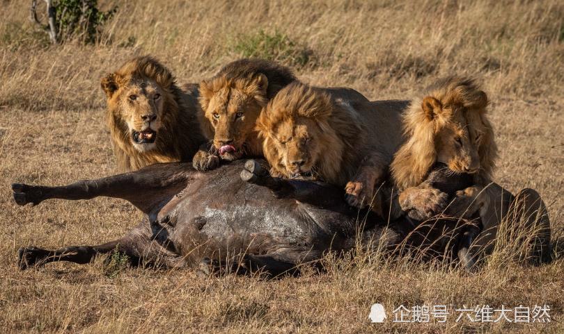 野牛|狮子捕食野牛罕见一幕，野牛能对抗一头雄狮，却难敌四头雄狮攻击
