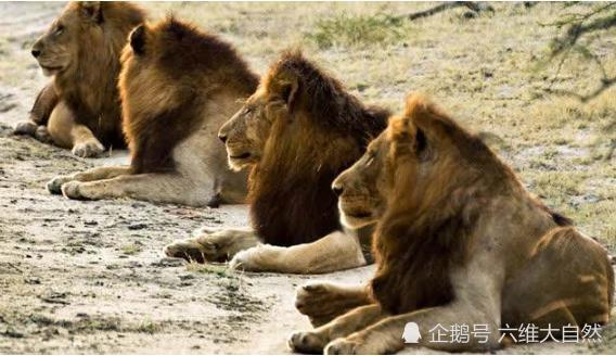 野牛|狮子捕食野牛罕见一幕，野牛能对抗一头雄狮，却难敌四头雄狮攻击