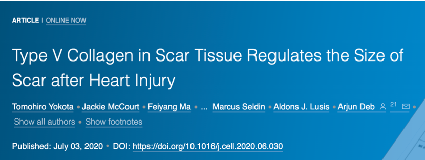 急性心肌梗死|治疗心肌梗死，胶原蛋白V或是救星！