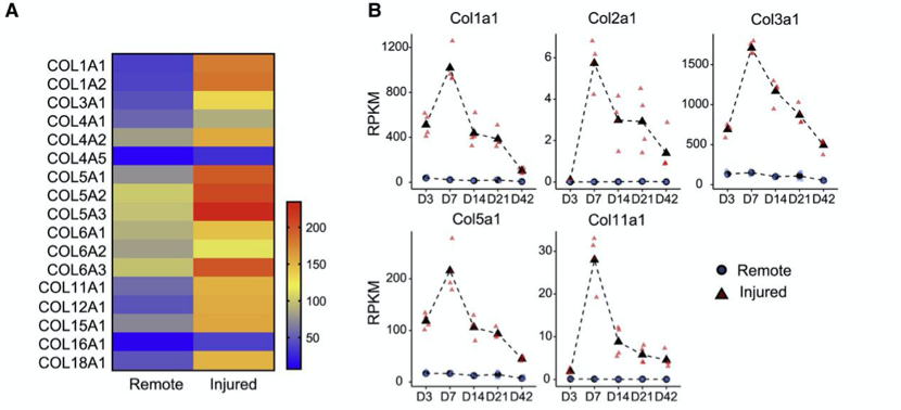 急性心肌梗死|治疗心肌梗死，胶原蛋白V或是救星！