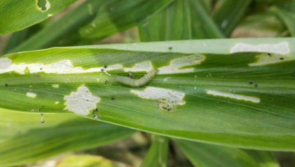 菜青虫大爆发除了用药还可以试试这些小偏方