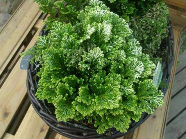 1种迷你小松柏一年四季绿油油比绿萝好养10倍泡水就活