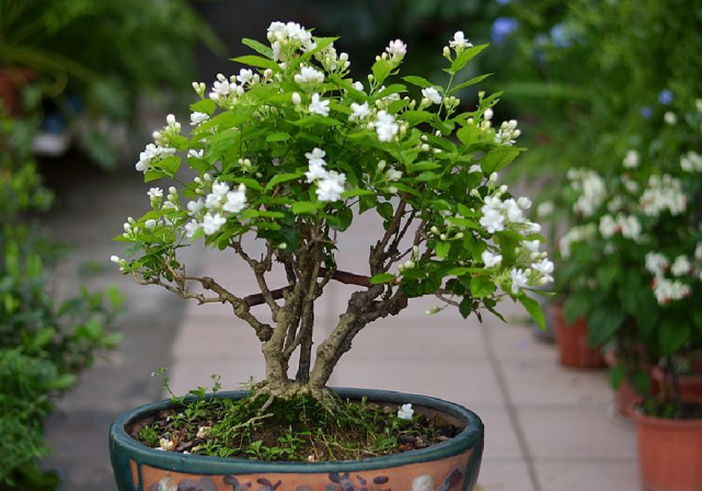 伏天茉莉光长枝叶不开花?没事来几刀,爆花如潮汛,来年变老桩