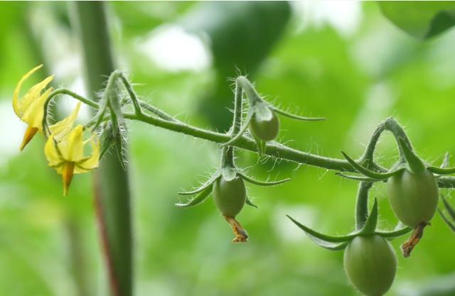 施肥|蔬菜果实膨大期，需氮多还是需钾多？正确的施肥方法要知道