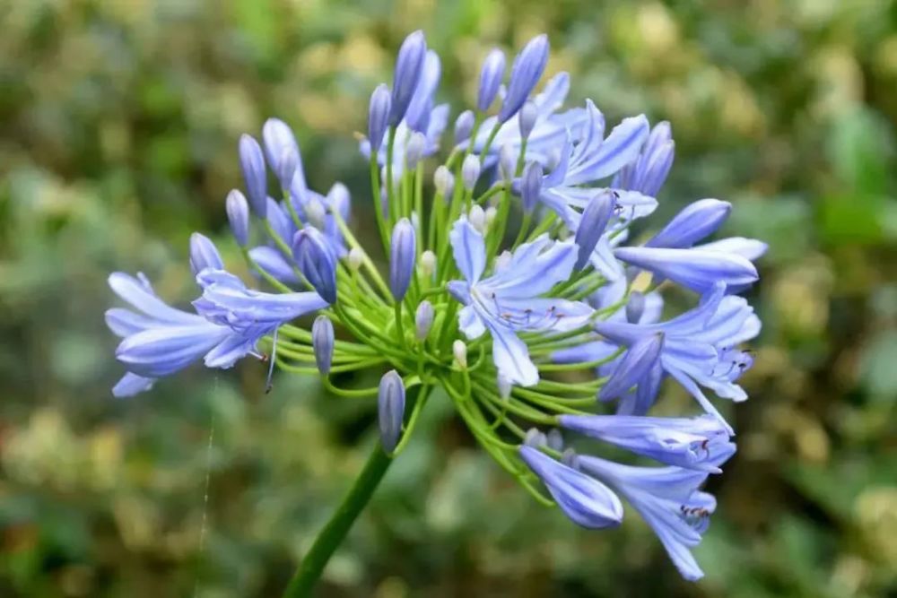 这10种耐热又不怕晒的植物 绝对是夏日花园的c位担当 腾讯新闻
