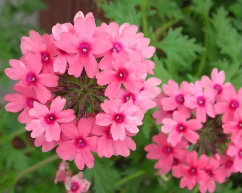 这10种耐热又不怕晒的植物 绝对是夏日花园的c位担当 腾讯新闻