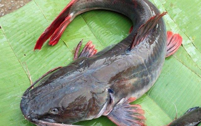 被人"误解最深"的一条鱼,营养却比甲鱼还高,才5元1斤没人要