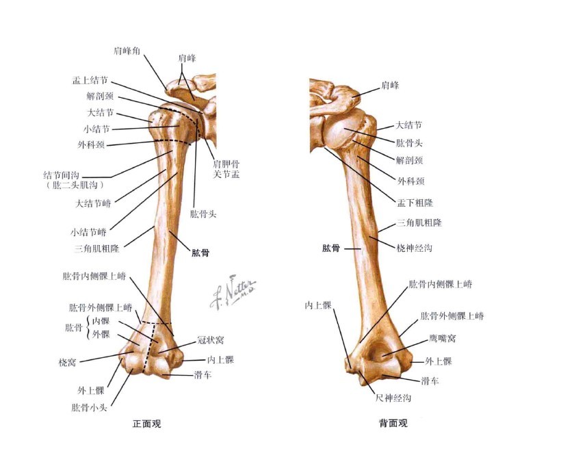 肱骨位置图片