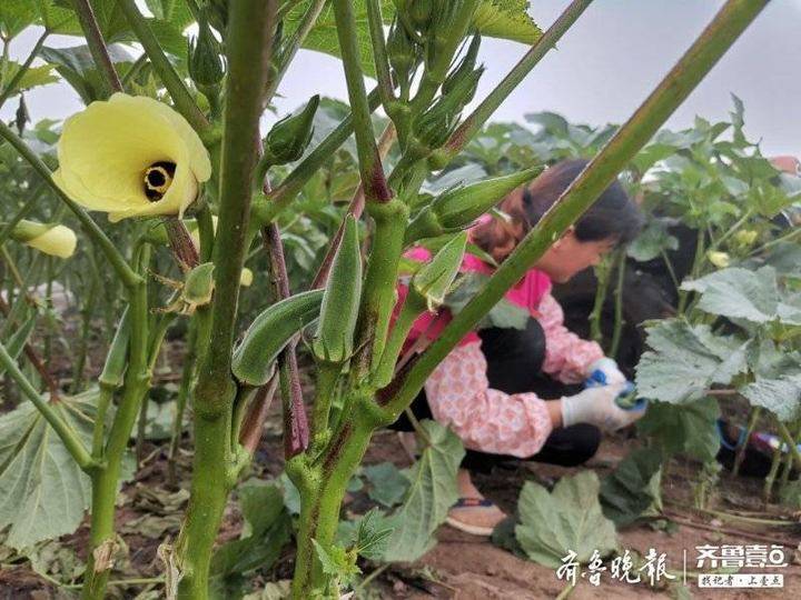 秋葵|本地秋葵集中上市，为保鲜种植户凌晨戴头灯采收
