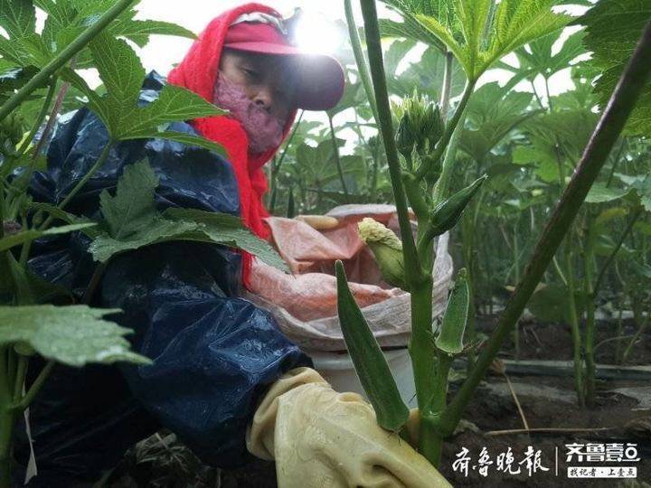 秋葵|本地秋葵集中上市，为保鲜种植户凌晨戴头灯采收