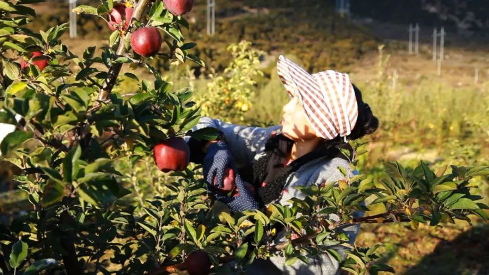 并承诺,全部以高于市场的价格统一回收村民的苹果.