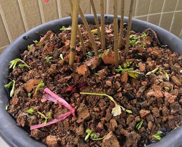 狗牙花|养花：狗牙花落蕾是什么原因？从这4个方面排查，早发现早治疗