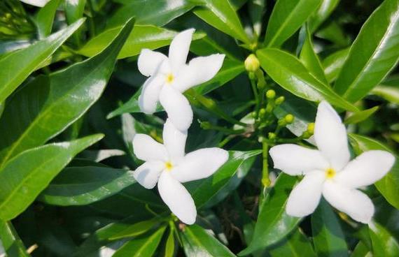 狗牙花|养花：狗牙花落蕾是什么原因？从这4个方面排查，早发现早治疗
