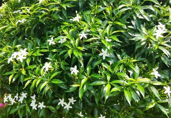 狗牙花|养花：狗牙花落蕾是什么原因？从这4个方面排查，早发现早治疗