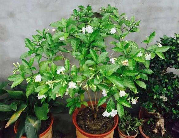 狗牙花|养花：狗牙花落蕾是什么原因？从这4个方面排查，早发现早治疗