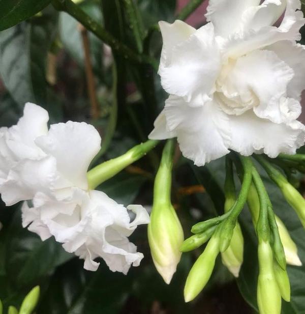 狗牙花|养花：狗牙花落蕾是什么原因？从这4个方面排查，早发现早治疗