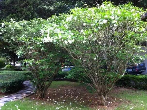 狗牙花|养花：狗牙花落蕾是什么原因？从这4个方面排查，早发现早治疗