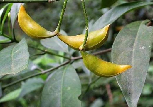 狗牙花|养花：狗牙花落蕾是什么原因？从这4个方面排查，早发现早治疗