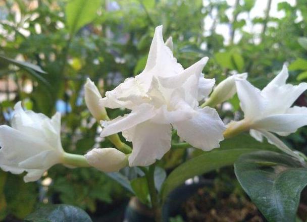 狗牙花|养花：狗牙花落蕾是什么原因？从这4个方面排查，早发现早治疗