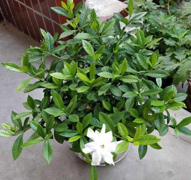 狗牙花|养花：狗牙花落蕾是什么原因？从这4个方面排查，早发现早治疗