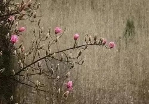 李白|李白王维柳宗元，每人一首诗歌，看他们如何写寂寞