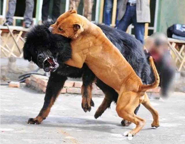 藏獒看到比特犬 怒气冲冲去攻击 结果悲剧了 腾讯新闻