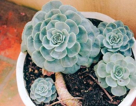 夏季盆栽多肉石莲花,如何养出俏丽株型?注重3点,不长徒变丑|多肉|盆栽