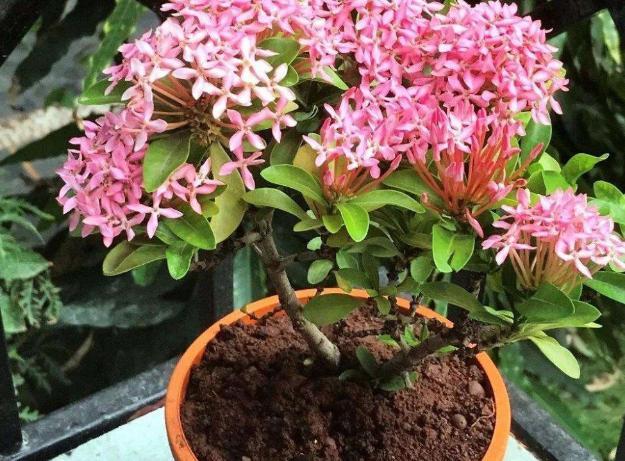 夏天养花 就养3种花 春夏秋三季都开花 花满枝头 腾讯新闻