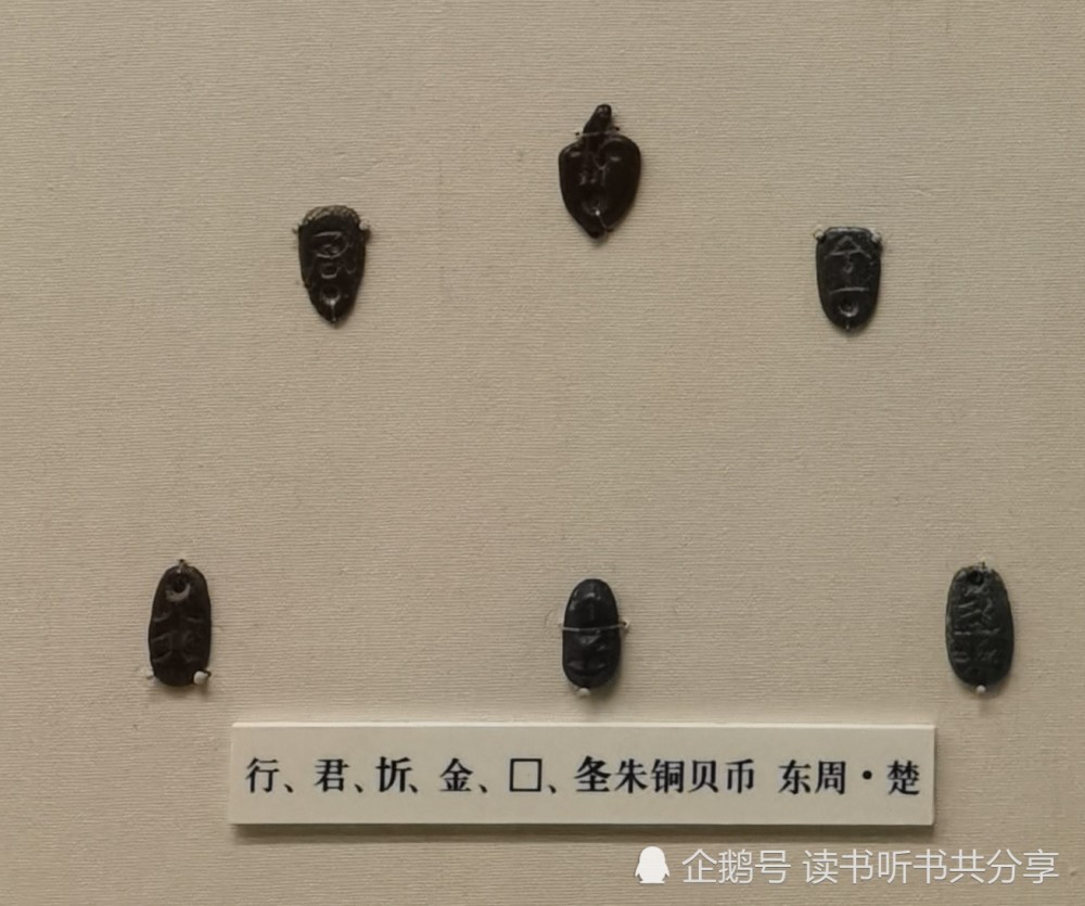 蚁鼻钱|别被我的名字“鬼脸”吓到，其实我很小，也很受人喜欢