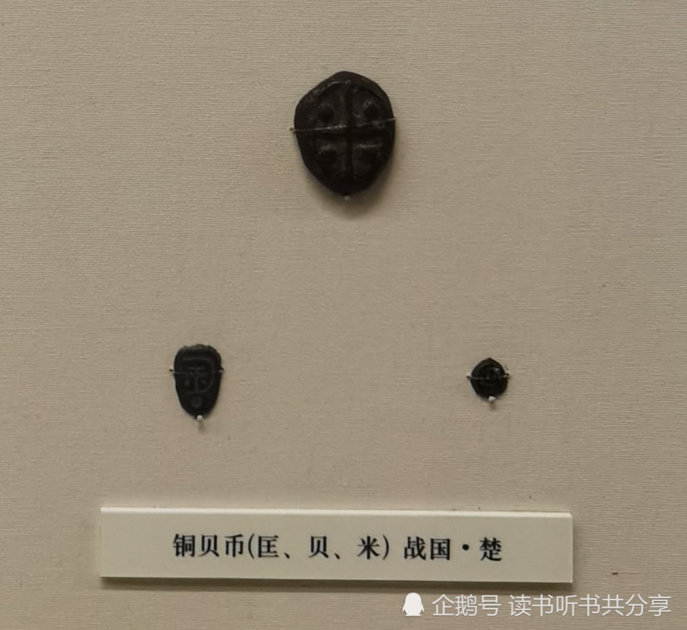 蚁鼻钱|别被我的名字“鬼脸”吓到，其实我很小，也很受人喜欢