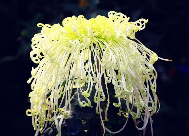 新手养花,不如养盆花中精品"十丈珠帘",花细如丝,娇柔舞魅