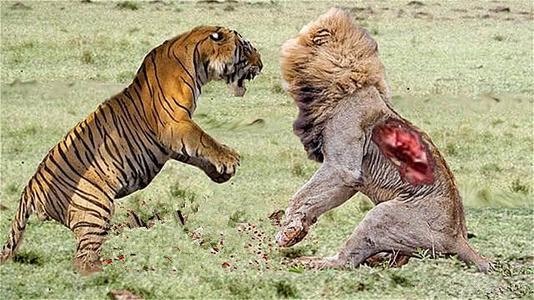 狮子和老虎打架图片图片