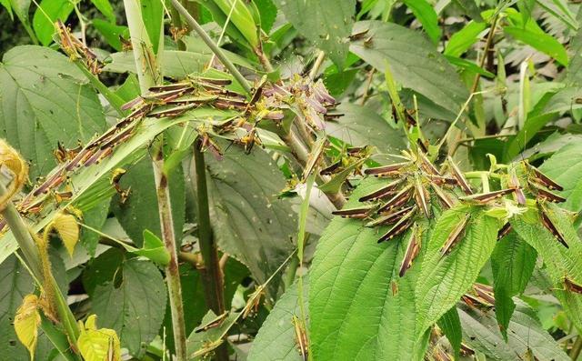 黄脊竹蝗|云南蝗灾覆盖面积达119244亩！7月至8月爆发可能性大，如何防治？