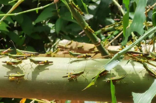 黄脊竹蝗|云南蝗灾覆盖面积达119244亩！7月至8月爆发可能性大，如何防治？